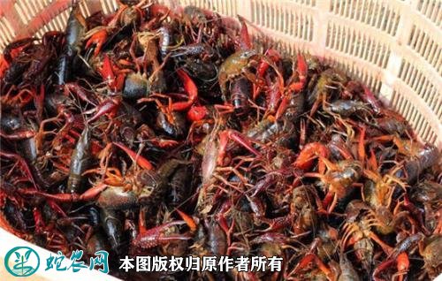 2020年2月22日红壳小龙虾价格行情、今日红壳小龙虾多少钱一斤?
