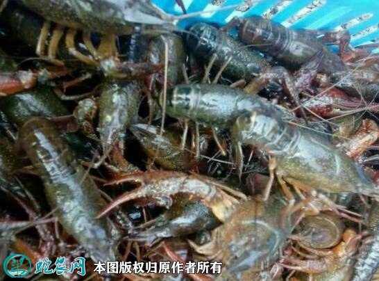2020年2月22日青壳小龙虾价格行情、今日青壳小龙虾多少钱一斤?