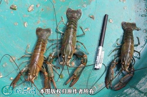 2020年2月22日澳洲淡水小龙虾价格行情、今日澳洲淡水小龙虾多少钱一斤?