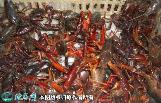 2020年2月22日洞庭湖小龙虾价格行情、今日洞庭湖小龙虾多少钱一斤?