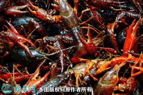 2020年2月22日岳阳小龙虾价格行情、今日岳阳小龙虾多少钱一斤?