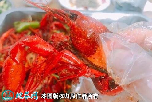 2020年2月22日江苏金湖龙虾价格行情、今日江苏金湖小龙虾多少钱一斤?