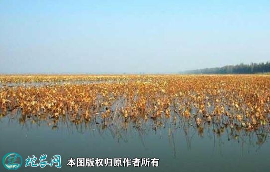 2020年2月22日刁汊湖小龙虾价格行情、今日刁汊湖小龙虾多少钱一斤?