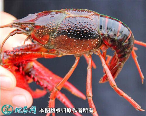 2020年2月22日洪泽湖小龙虾价格行情、今日洪泽湖小龙虾多少钱一斤？