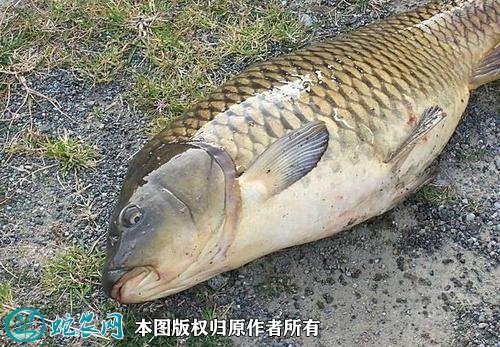2020年2月22日鲤鱼价格行情、今日鲤鱼多少钱一斤?