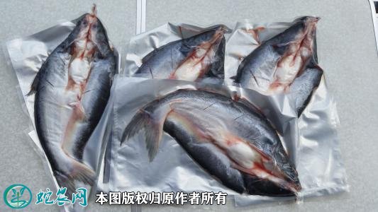 2020年2月22日巴沙鱼价格行情、今日巴沙鱼多少钱一斤?
