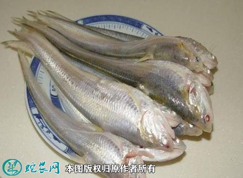 2021年2月22日刀鱼价格行情、今日刀鲚、毛鲚多少钱一斤?