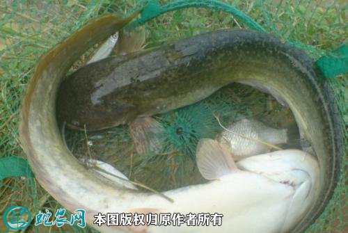 2021年2月22日鲶鱼价格行情、今日鲶鱼多少钱一斤?