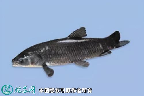 2021年2月22日乌青鱼价格行情、今日青根鱼、黑鲩多少钱一斤？