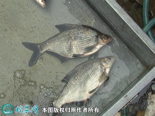 2021年2月22日鳊鱼价格行情、今日团头鲂多少钱一斤?