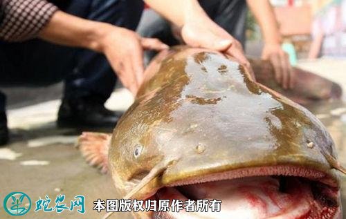 2021年2月22日杂交大口鲶鱼价格行情、今日杂交大口鲶鱼多少钱一斤?