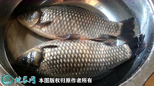 2021年2月22日鲫鱼价格行情、今日各种鲫鱼多少钱一斤?