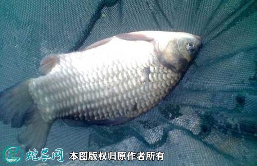 2021年2月23日白鲫价格行情、今日白鲫鱼多少钱一斤？