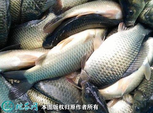2021年2月23日方正银鲫价格行情、今日方正银鲫鱼多少钱一斤?