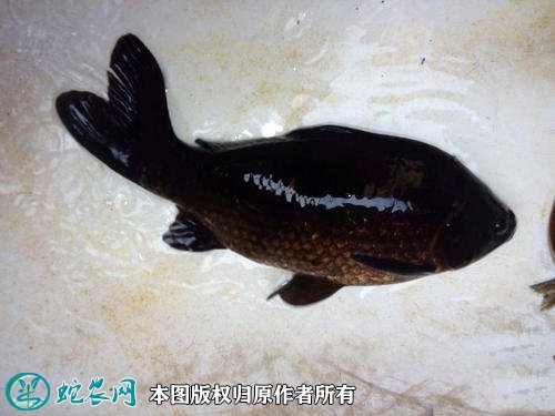2021年2月23日黑鲫价格行情、今日黑鲫鱼多少钱一斤？