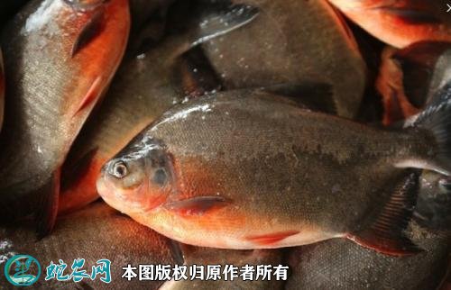 2021年2月23日红鲳鱼价格行情、今日淡水白鲳多少钱一斤?