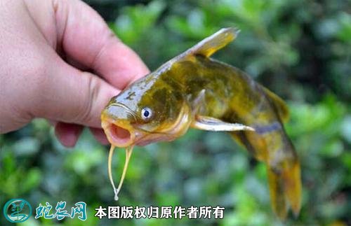 2021年2月23日黄颡鱼价格行情、今日昂刺鱼、黄骨鱼多少钱一斤？