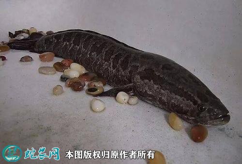 2021年2月23日黑鱼价格行情、今日乌鳢鱼多少钱一斤?