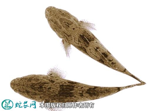 2021年2月23日笋壳鱼价格行情、今日尖塘鳢多少钱一斤?