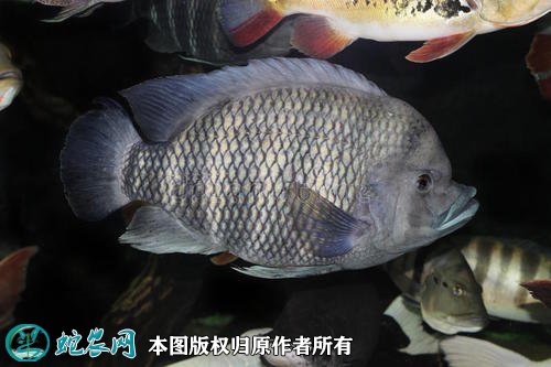 2021年2月23日罗非鱼价格行情、今日福寿鱼多少钱一斤?