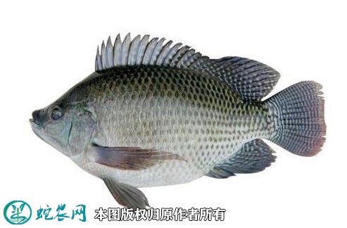 2021年2月23日新吉富罗非鱼价格行情、今日新吉富罗非鱼多少钱一斤?