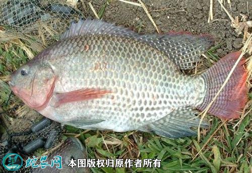 2021年2月23日脆肉罗非鱼价格行情、今日脆肉罗非鱼多少钱一斤?