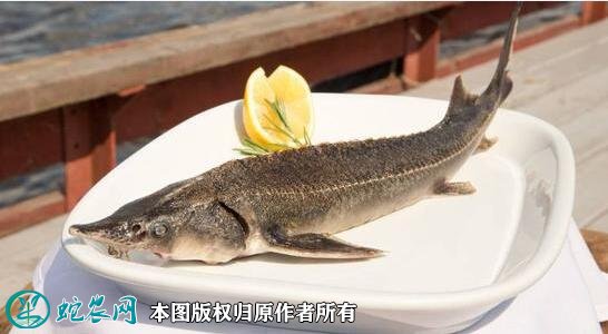 2021年2月23日鲟鱼价格行情、今日中华鲟鱼多少钱一斤？