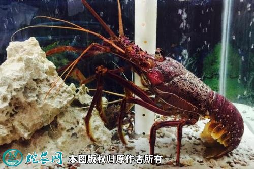 2021年2月23日澳洲龙虾价格行情、今日澳洲龙虾多少钱一斤？