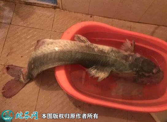 2021年2月23日鮰鱼价格行情、今日江团、长吻鮠多少钱一斤？