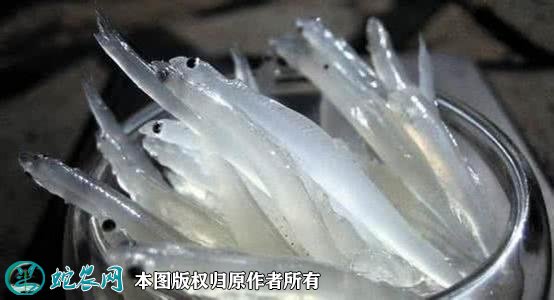 2021年2月23日银鱼价格行情、今日小银鱼多少钱一斤？