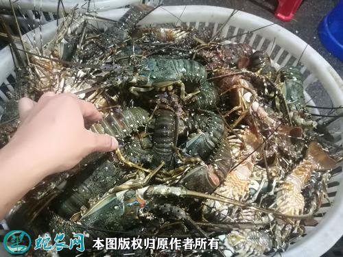 2021年2月23日越南青龙虾价格行情、今日花龙虾、小青龙虾多少钱一斤?