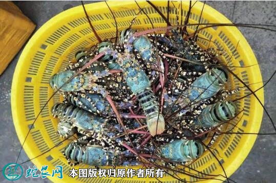 2021年2月23日锦绣龙虾价格行情、今日锦绣龙虾多少钱一斤?