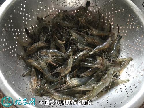 2021年2月24日河虾价格行情、今日青虾、草虾多少钱一斤？