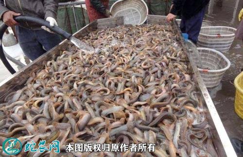 2021年2月24日台湾泥鳅价格行情、今日台湾泥鳅多少钱一斤?