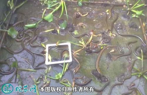 2021年2月24日有机黄鳝价格行情、今日有机黄鳝多少钱一斤?