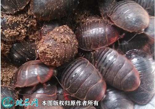 2021年2月24日土元价格行情、今日土鳖虫多少钱一斤？
