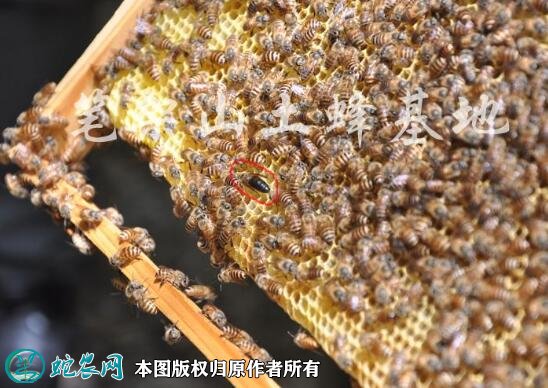 2021年2月24日中蜂价格行情、今日土蜂、中华蜜蜂多少钱一箱?