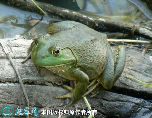 2021年2月24日美国青蛙价格行情、今日美国沼泽青蛙多少钱一斤？