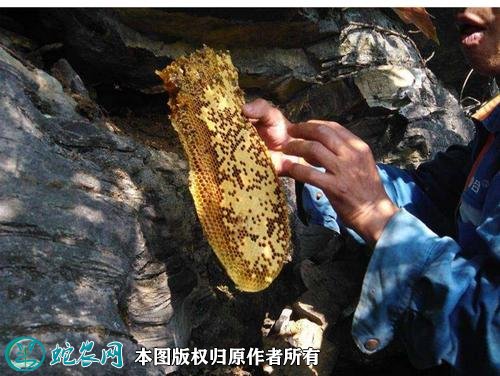 2021年2月24日野蜂蜜价格行情、今日野生蜂蜜多少钱一斤？