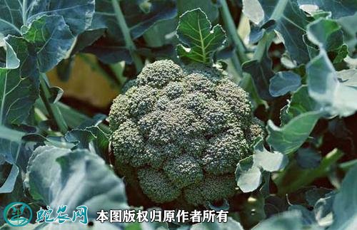 2021年2月26日西兰花价格行情、今日各种西兰花多少钱一斤？