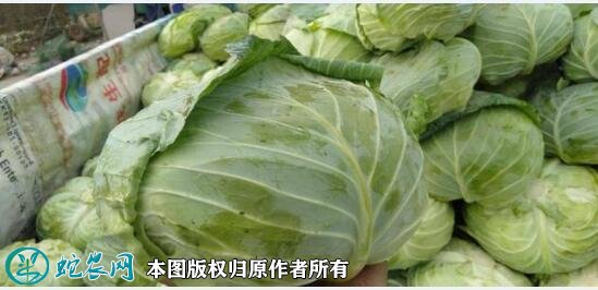 2021年2月26日圆包菜价格行情、今日圆包菜多少钱一斤?
