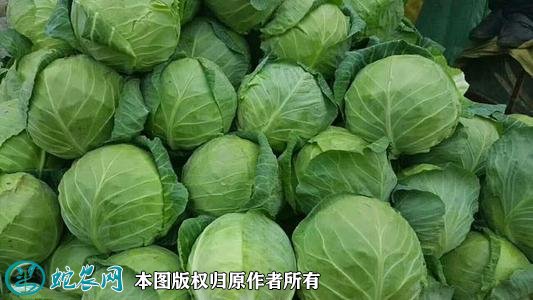 2021年2月26日中甘甘蓝价格行情、今日中甘21甘蓝多少钱一斤?