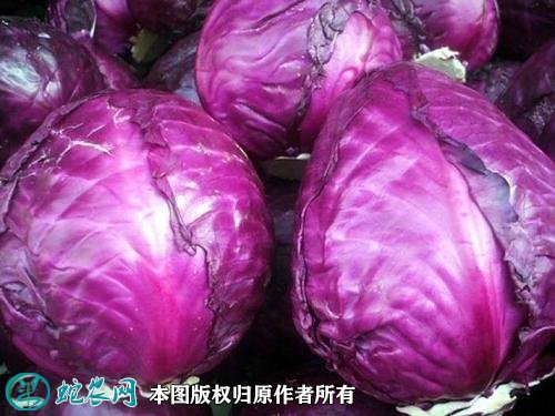 2021年2月26日紫甘蓝价格行情、今日紫包菜多少钱一斤?