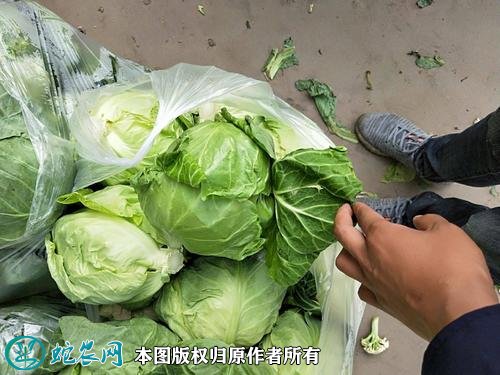 2021年2月26日京丰1号甘蓝价格行情、今日京丰一号甘蓝多少钱一斤?