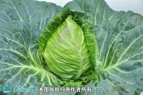 2021年2月26日牛心甘蓝价格行情、今日牛心甘蓝多少钱一斤?