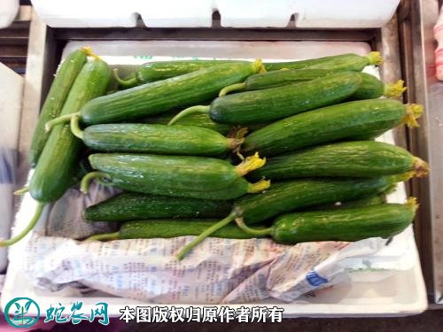2021年2月26日小黄瓜价格行情、今日水果黄瓜、小青瓜多少钱一斤?