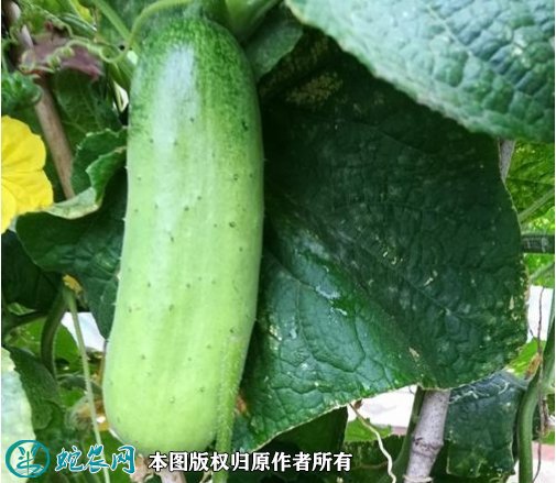 2021年2月26日旱黄瓜价格行情、今日秋黄瓜多少钱一斤？