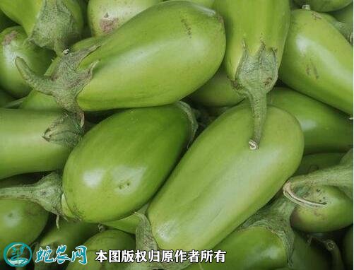 2021年2月26日青茄价格行情、今日青茄多少钱一斤?