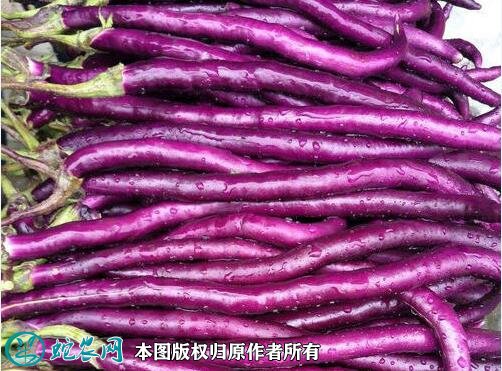 2021年2月26日线茄价格行情、今日线茄多少钱一斤?