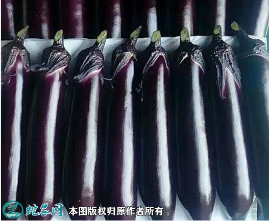 2021年2月26日大龙茄子价格行情、今日大龙茄子多少钱一斤?